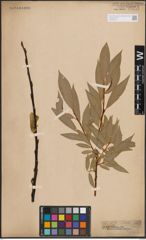Foto von Salix daphnoides Vill.